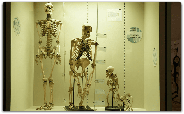 The evolution exhibition in the community science museum