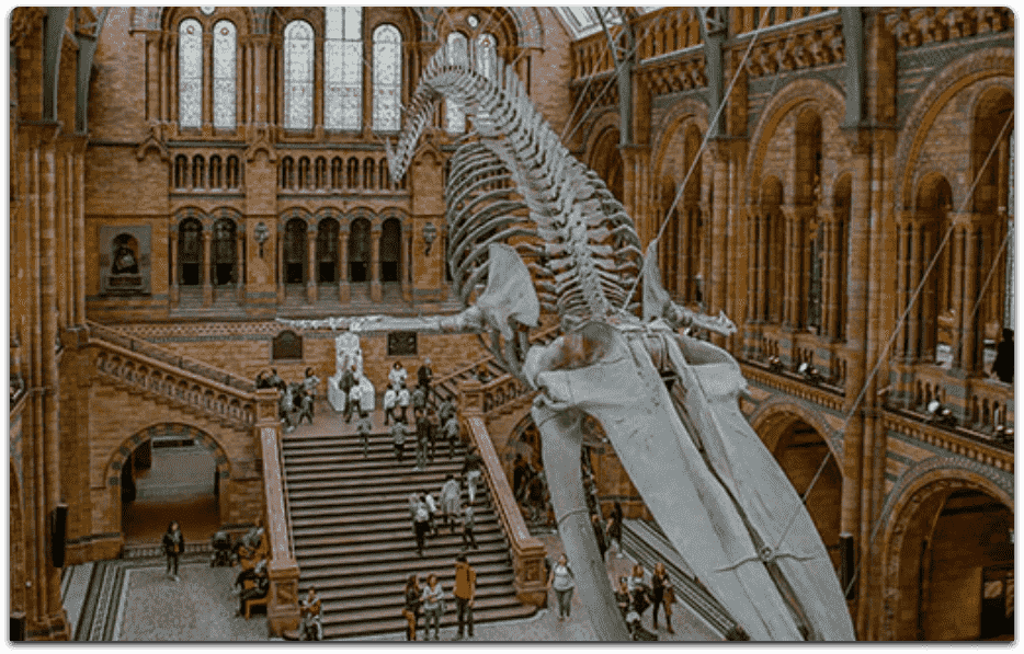 Photograph of the museum hall with a dinosaur exhibition hanging from the roof in the community science museum